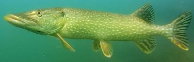 Pike image